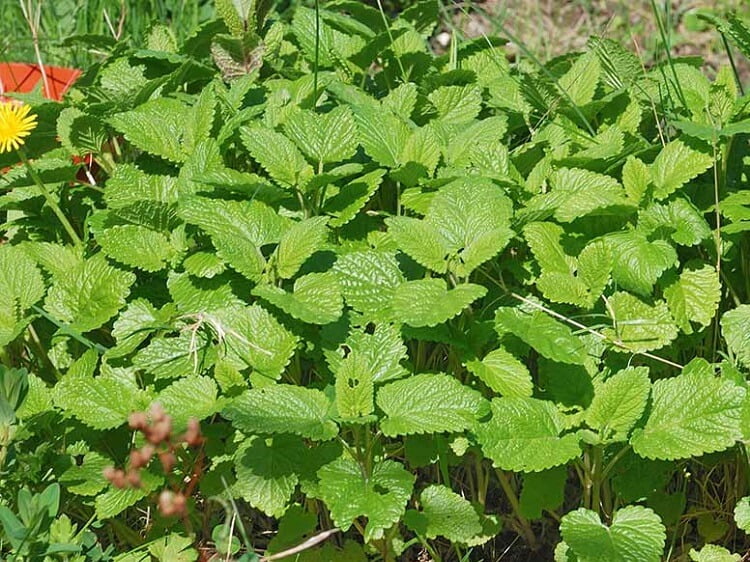 Lemon balm cultivation