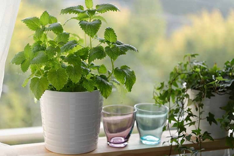 Lemon balm plant
