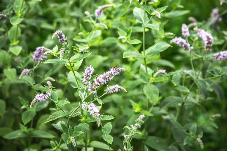 Lemon balm