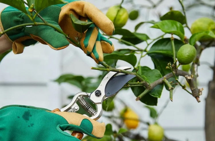Lemon tree cutting and wintering