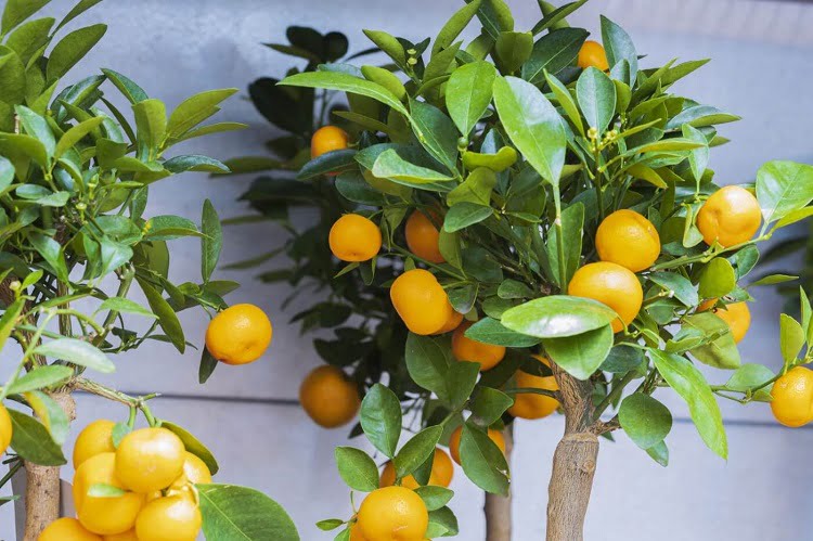Lemon tree