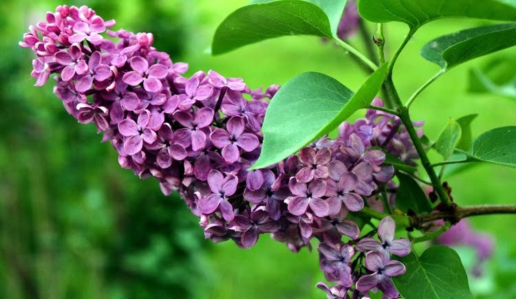Lilac particularly beautiful plant