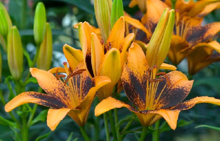 Lily Flower Diseases and pests