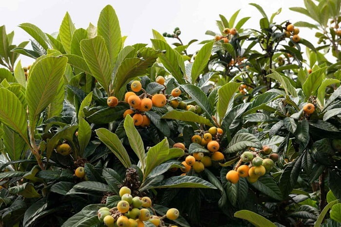 Loquat