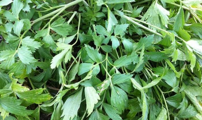 Lovage Diseases and pests
