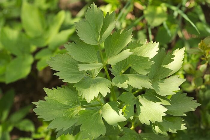 Lovage (Maggi herb)