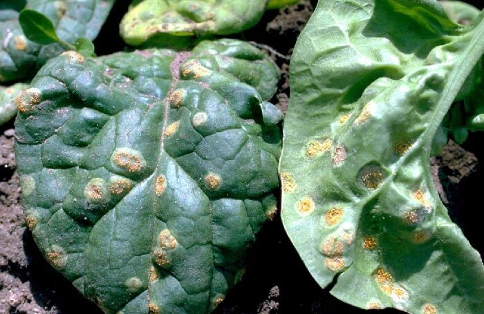 Mallow diseases and pests