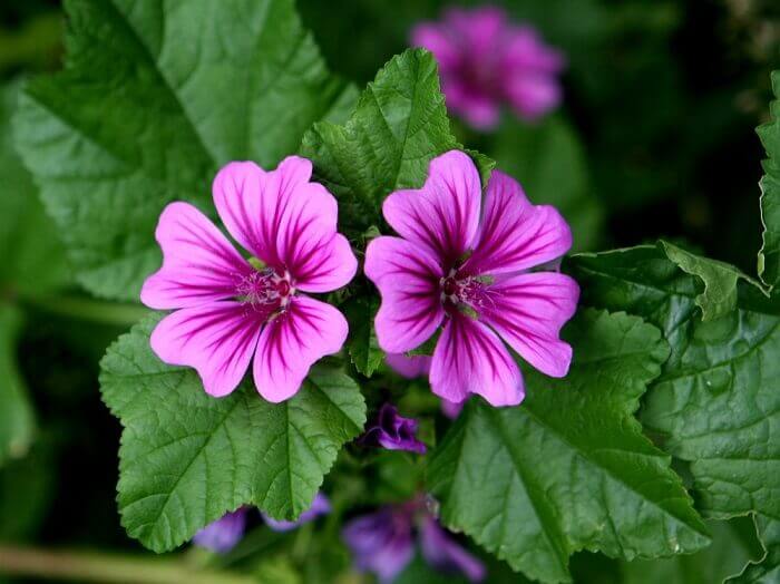 Mallow