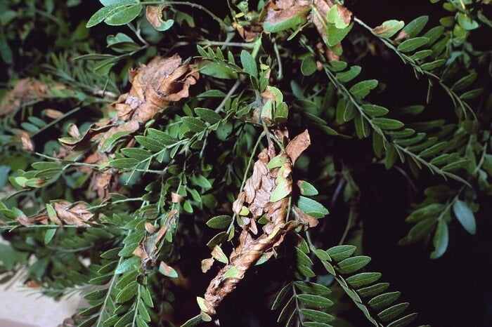 Mimosa plant diseases and pests