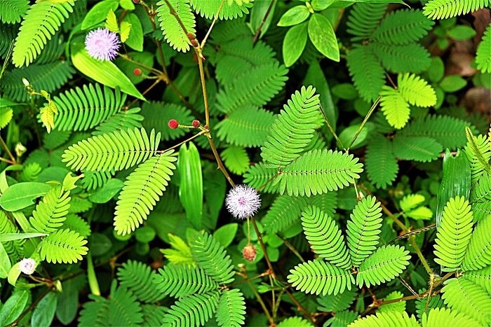 Mimosa plant
