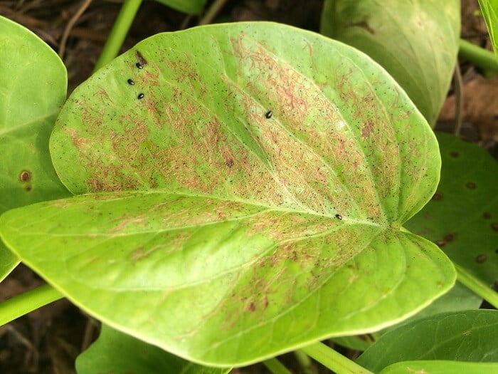 Morning glory pests and diseases