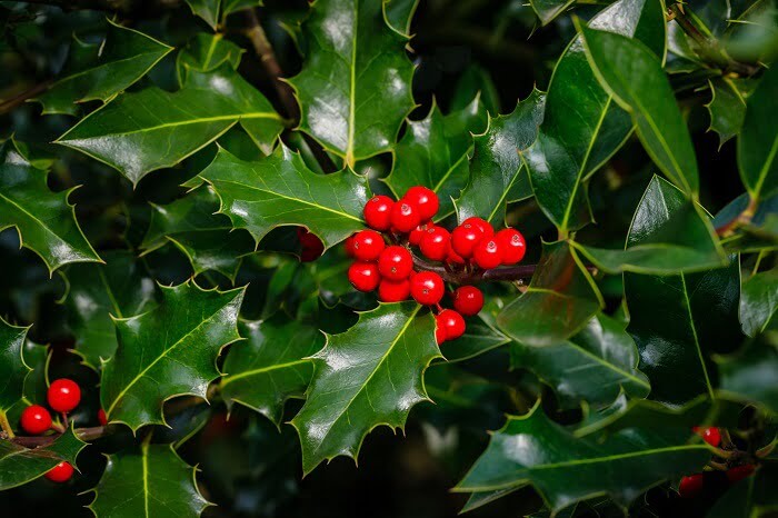 Moving the Holly(Ilex)