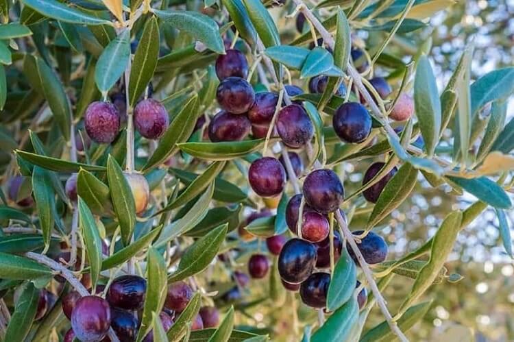 Olive tree