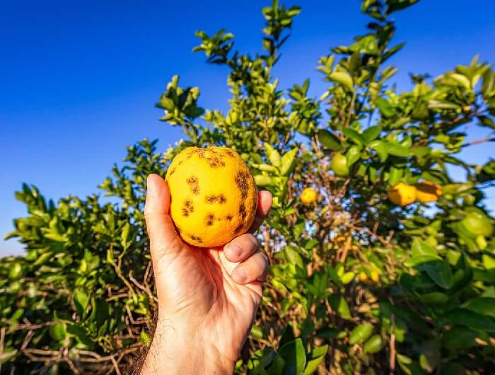 Orange tree Fight pests