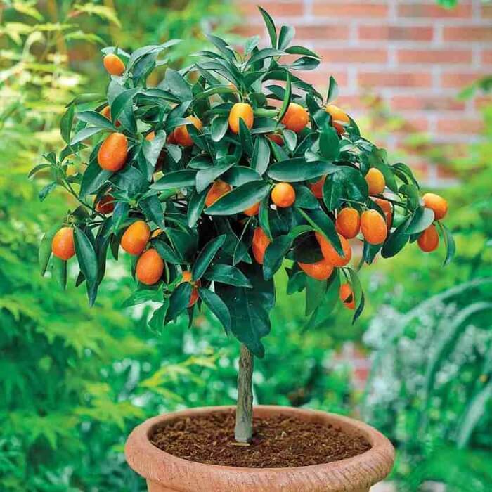Orange tree