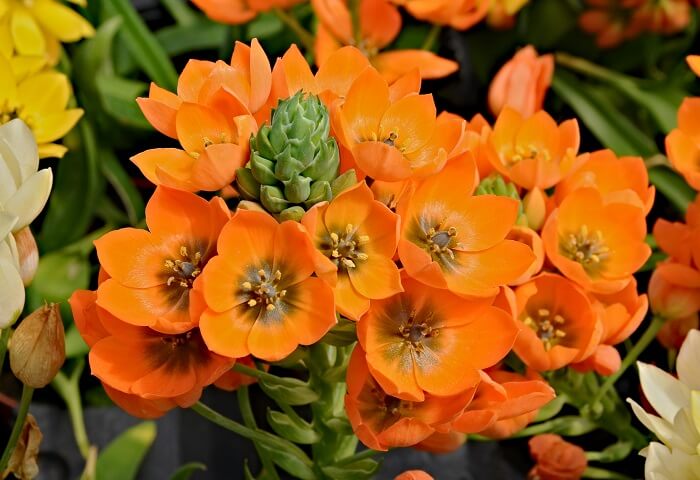 Ornithogalum Dubium