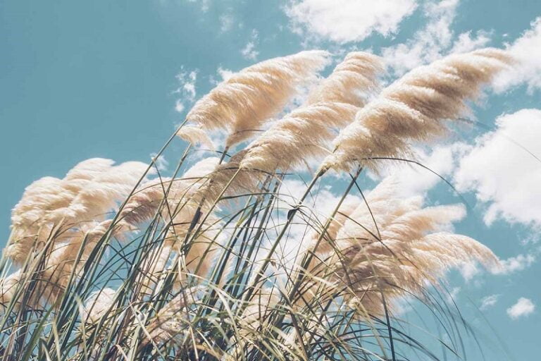 Pampas grass