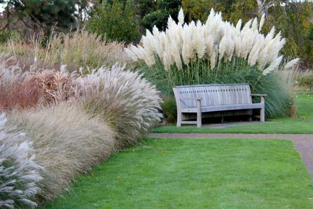 Pampas grass - a wonderful garden decoration