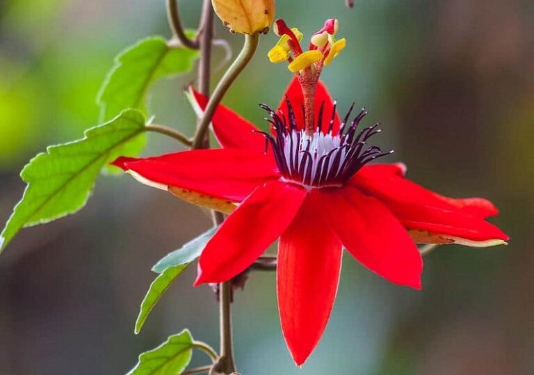 Passion flower