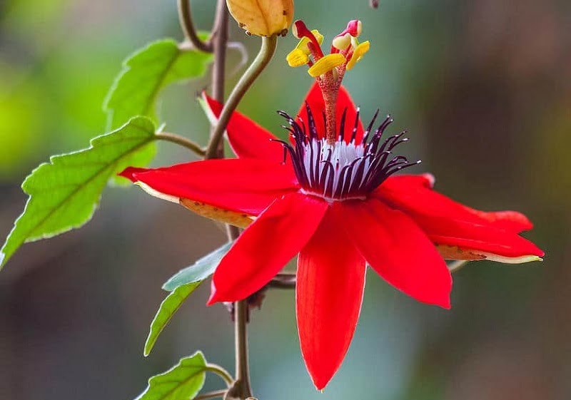 Passion flower