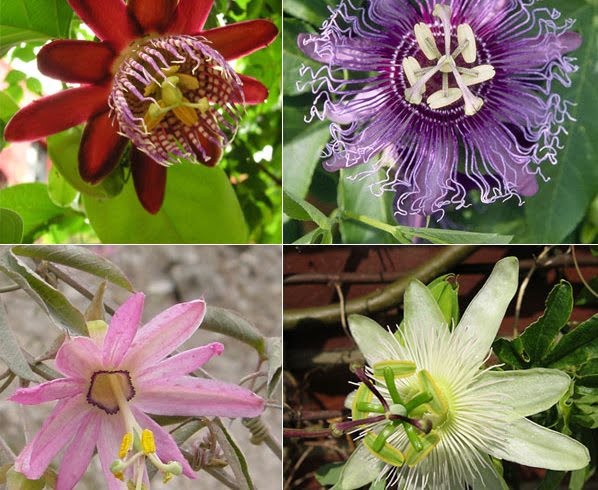Passion flowers of varieties