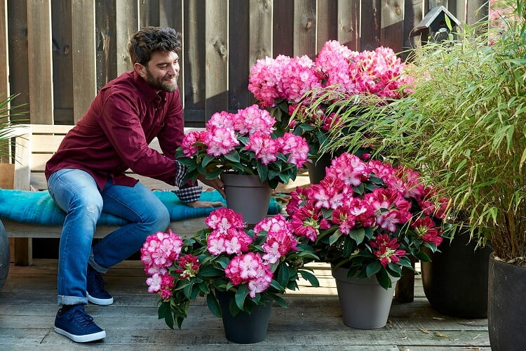 Plant and care for rhododendrons