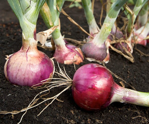 Plant onions