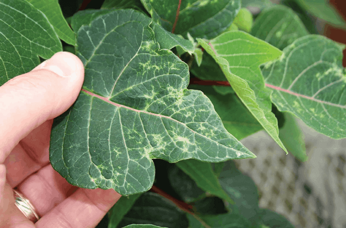 Poinsettia Diseases and pests