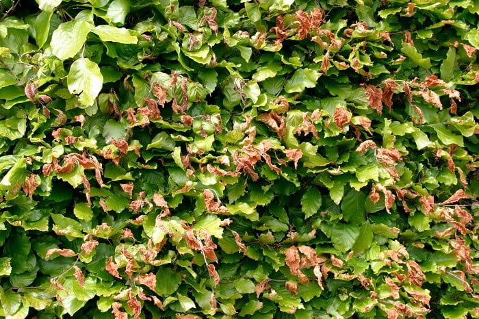 Privet hedge Diseases and pests