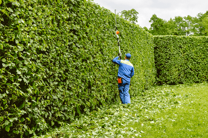 Privet hedge care