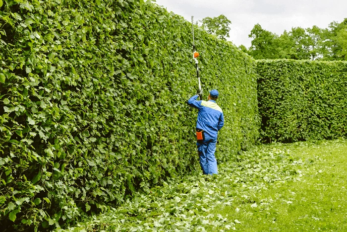 Privet hedge care