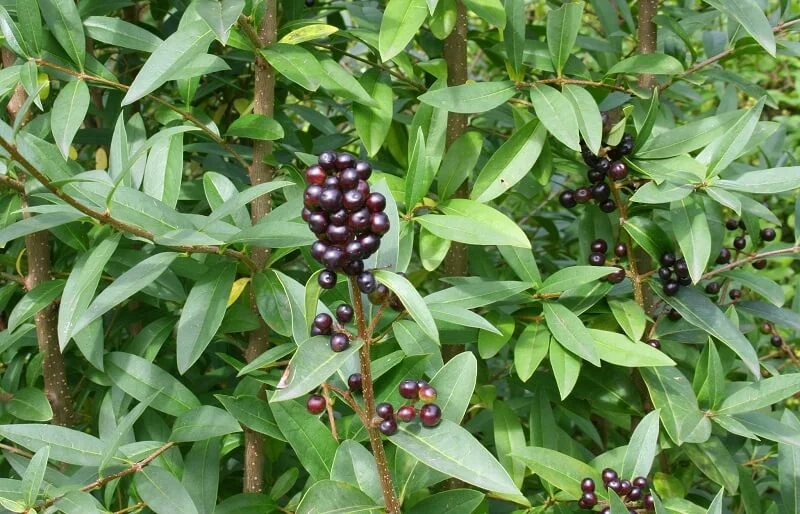 Privet hedge