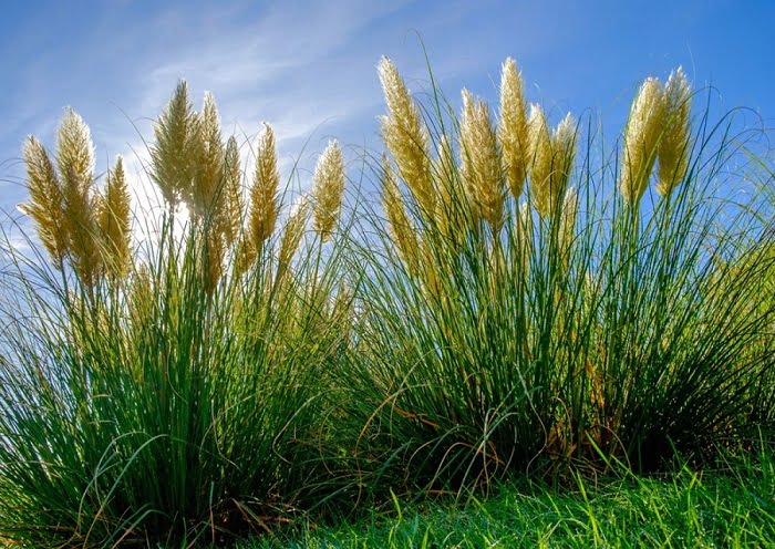 Propagate, grow from seeds and buy pampas grass