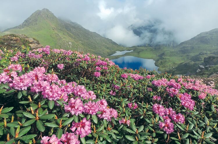 Propagate rhododendrons