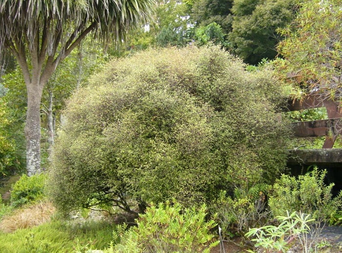 Propagation and cultivation of the wig bush