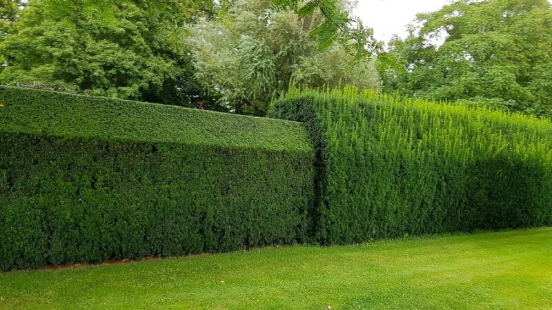 Rejuvenate privet hedge and get denser