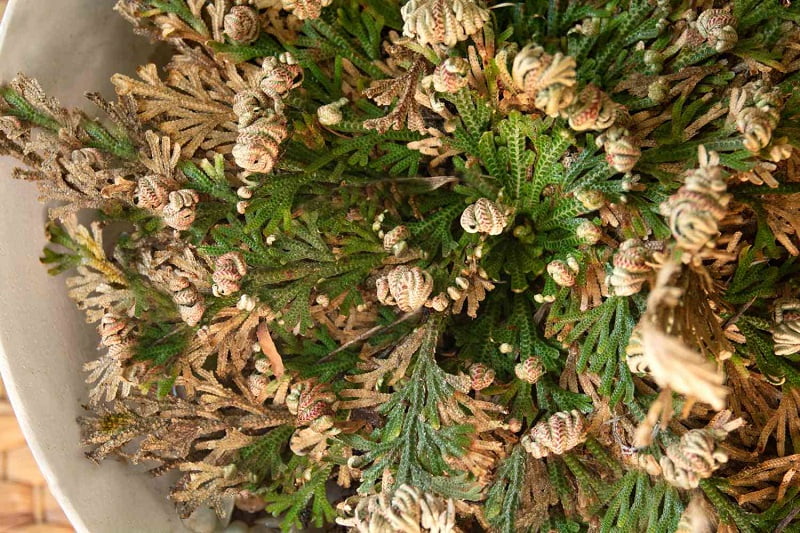 Rose of Jericho