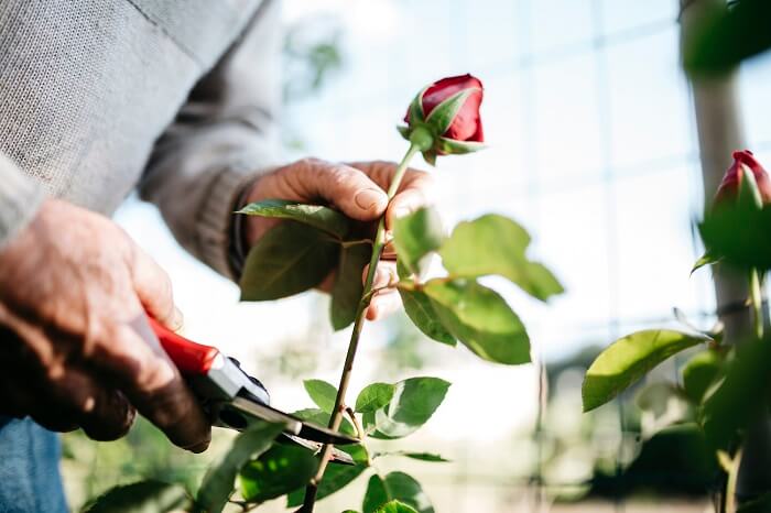 Roses Cutting