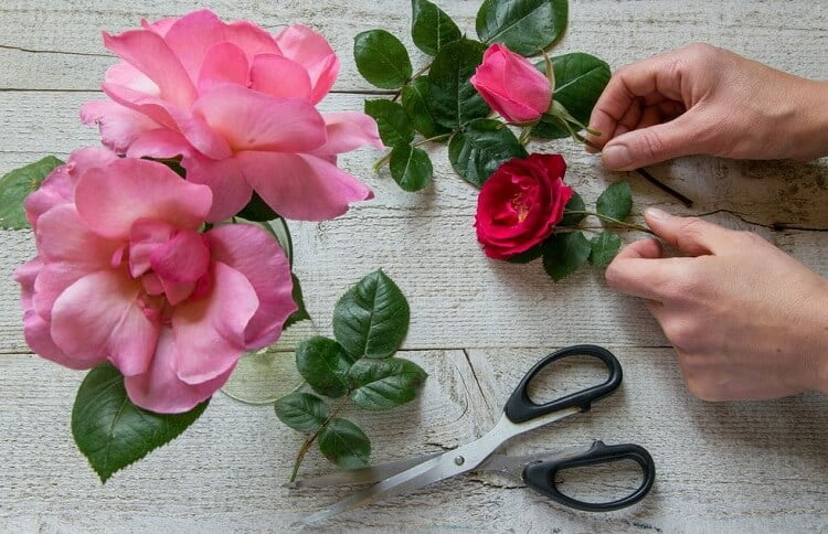 Roses cut