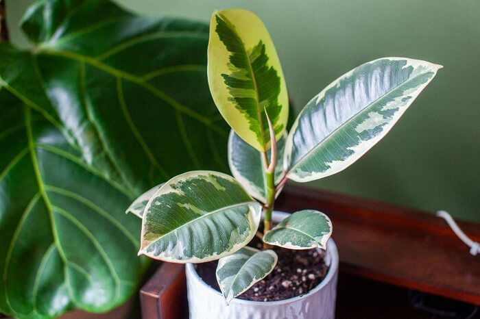 Rubber trees leaf care