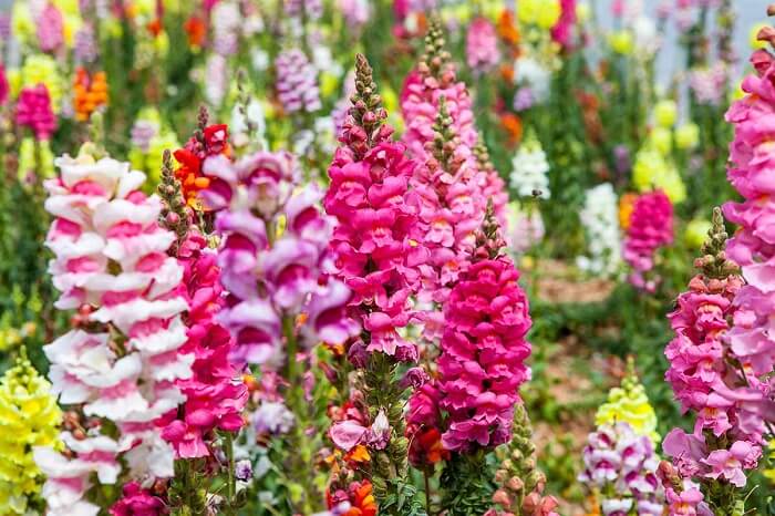 Snapdragons Flower