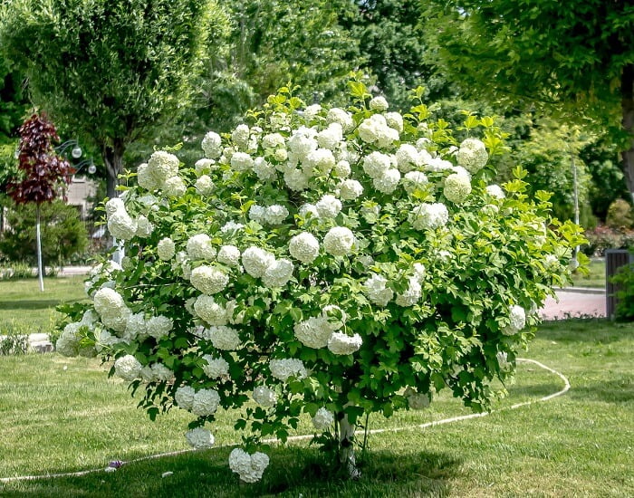 Snowball (Viburnum) Cultivation and propagation