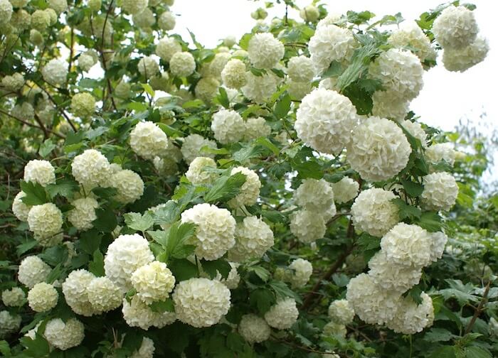 Snowball (Viburnum) plant
