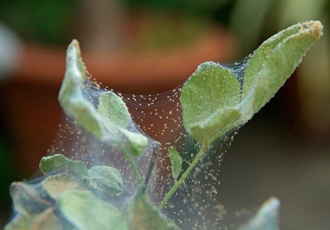 Spider mites