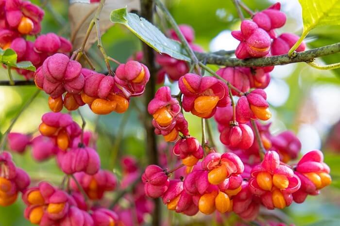 Spindle shrub