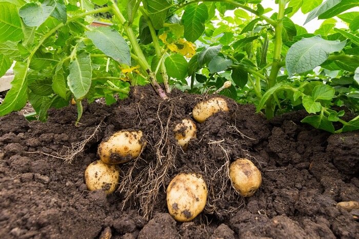 Store potatoes