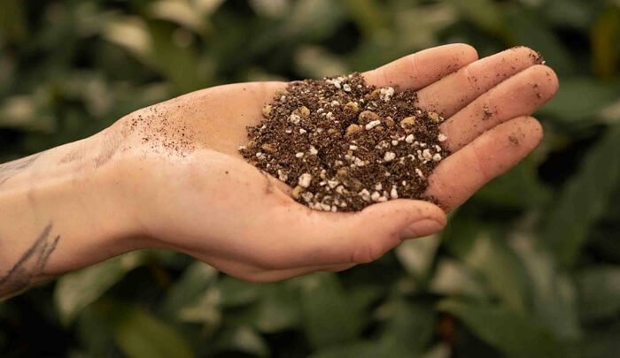 Substrate and soil for succulents