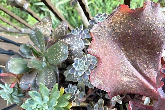 Succulents Plants diseases and pests