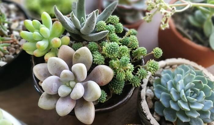 Succulents Plants