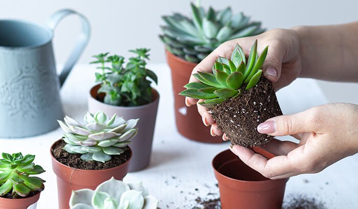 Succulents plant care